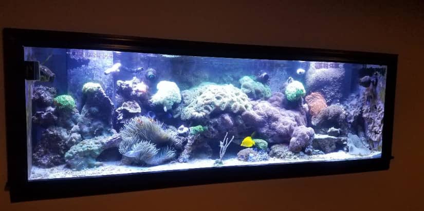 The importance of oxygen in the aquarium