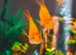 Goldfish swimming in a large fish aquarium