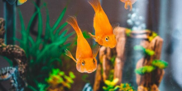 Goldfish swimming in a large fish aquarium