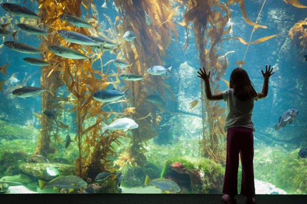 A girl stands in front of a massive fish tank