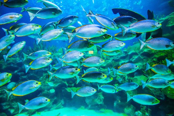 A school of fish swim through a big tank